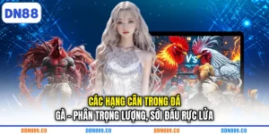 Các Hạng Cân Trong Đá Gà - Phân Trọng Lượng, Sới Đấu Rực Lửa